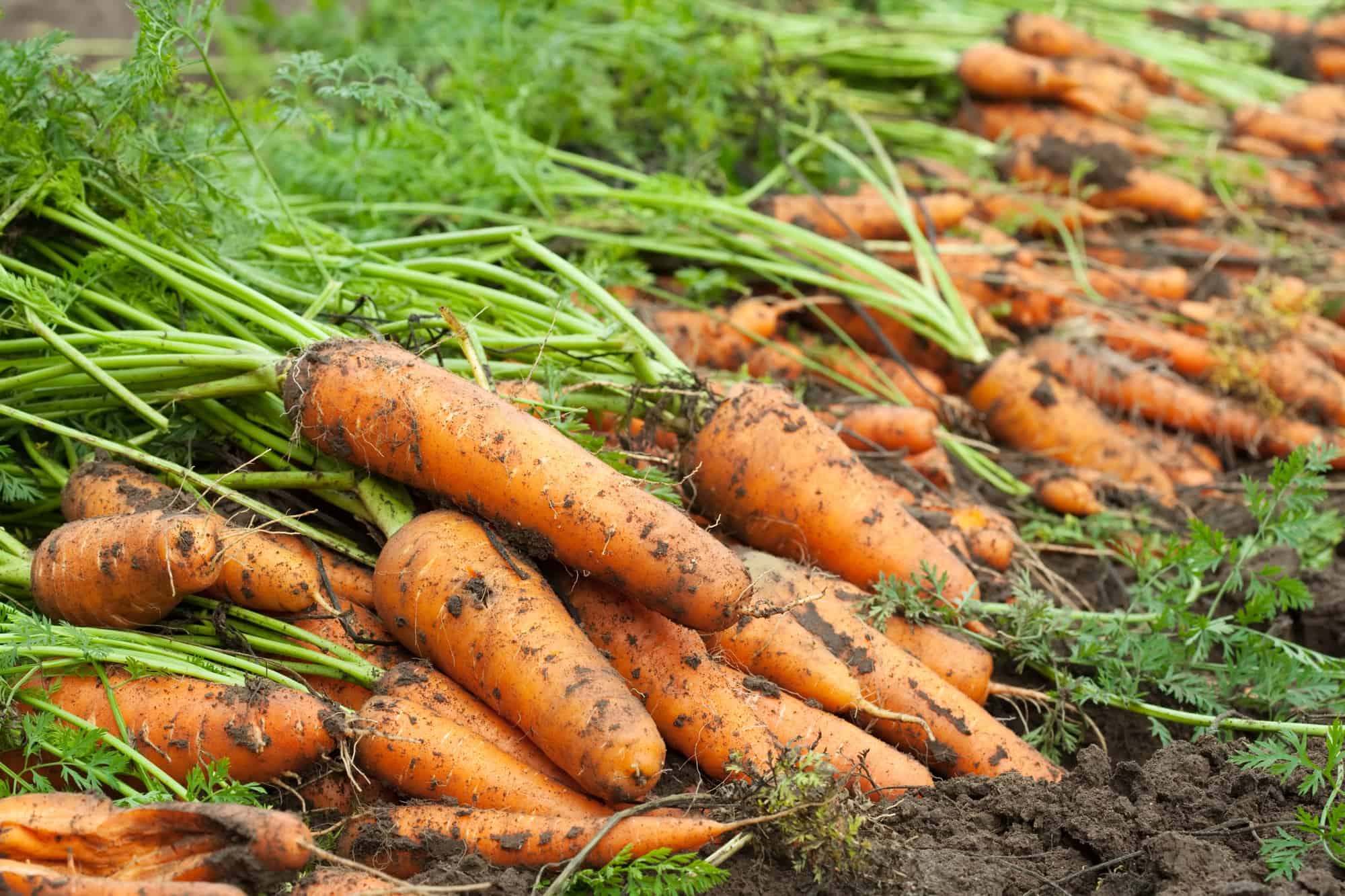Слабый фиолетовый раствор вырастит крепкую и сочную морковь морковь, можно, овоща, может, грядки, хорошо, морковки, вырастить, будет, такой, получить, прореживания, моркови, обязательно, раствором, водным, большой, грядку, увлажнения, морковная