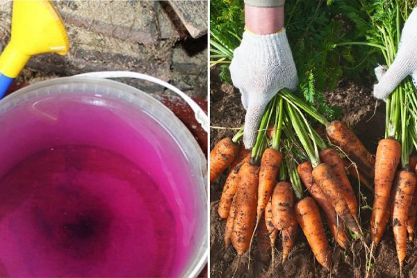 Слабый фиолетовый раствор вырастит крепкую и сочную морковь