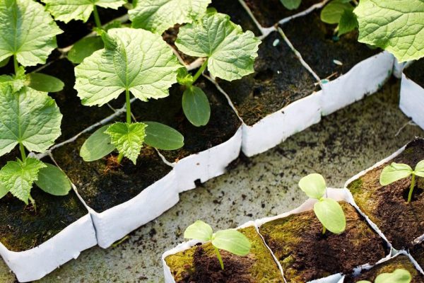 Тонкости выращивания домашней рассады