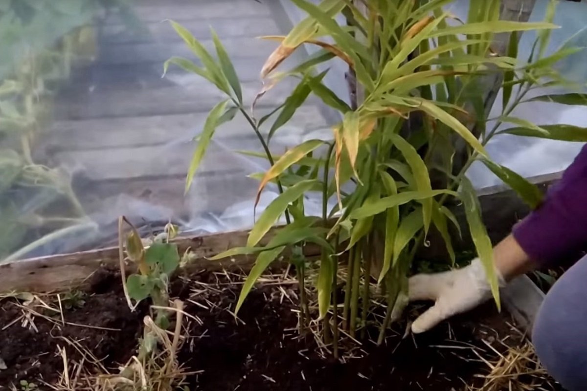 как выращивать корень имбиря в домашних условиях