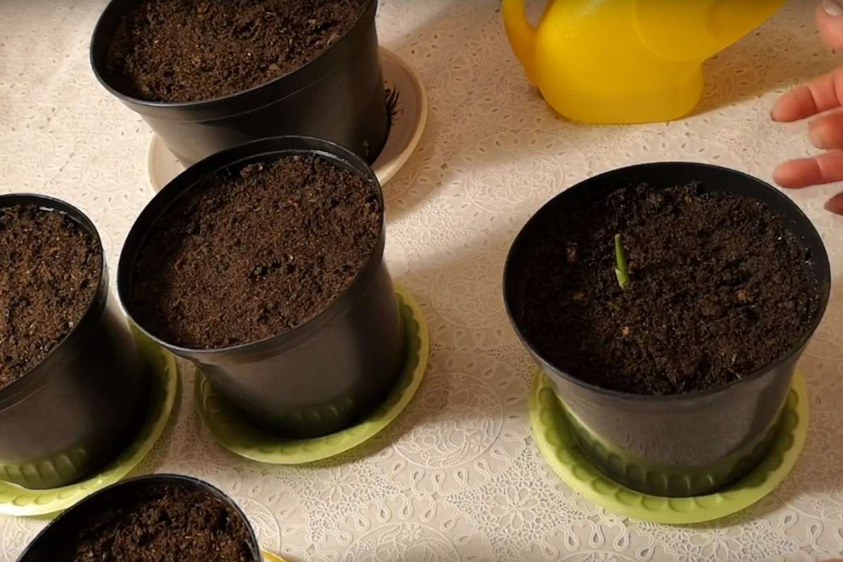 как правильно выращивать имбирь в домашних условиях