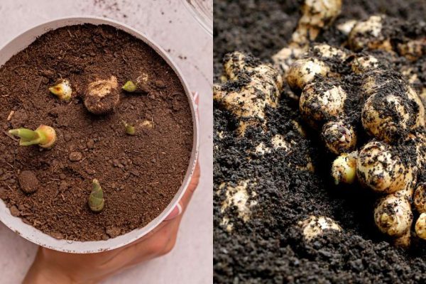 Инструкция по выращиванию имбиря на подоконнике и в огороде