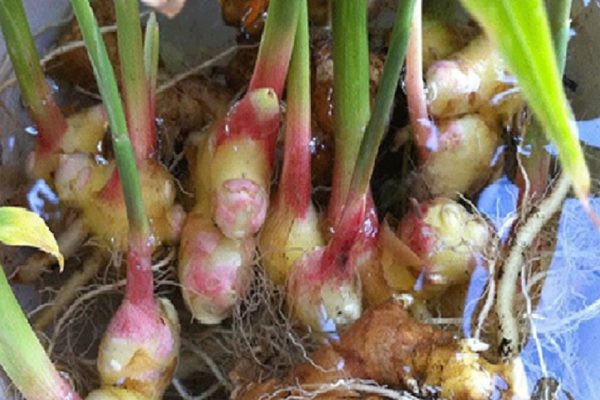 Покупать имбирь вовсе не обязательно: его можно запросто вырастить дома! Вот как мы это делаем…