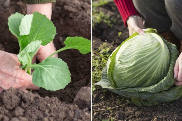 Садовник поделился методом вырастить «мордастую» капусту