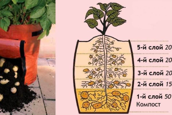 Надоело всё время полоть и окапывать картофель? Тогда этот метод посадки для тебя!