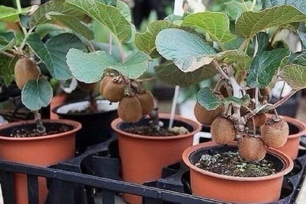 Вырастить настоящий вкусный киви на подоконнике — просто! Вот как можно это сделать…