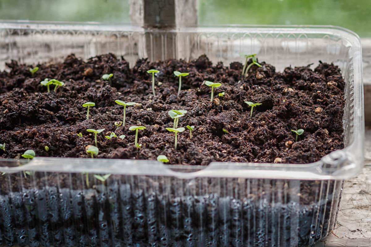 Как вырастить лаванду на подоконнике и в саду