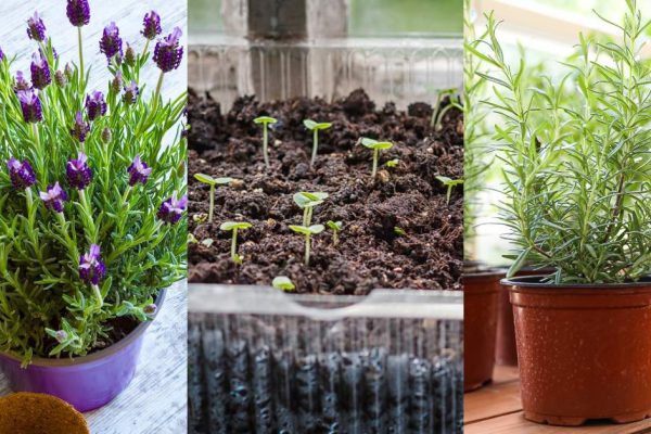 Выращивание лаванды дома и на даче