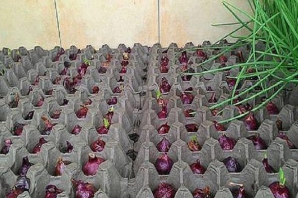 Земля здесь не нужна! Самый чудный способ выращивания лука.