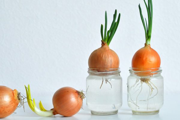 Тонкости выращивания лука на подоконнике