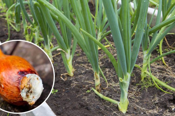 Плакать от лука полезно, но не в случае, когда лук портится на грядках