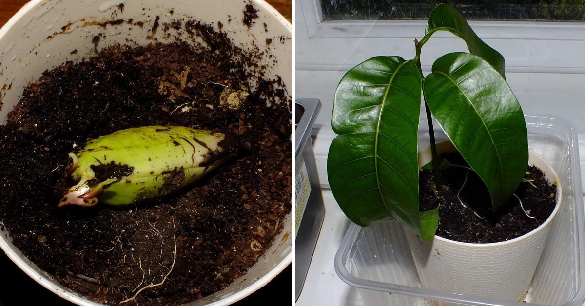 Как вырастить манго из косточки: краткая и понятная инструкция