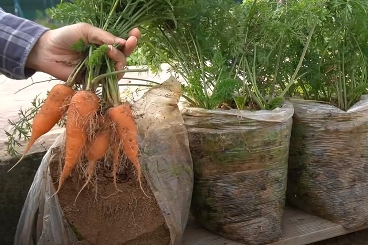 Дачник рассказал, почему у него раньше морковка росла маленькая, и что он изменил, чтобы это исправить моркови, морковь, семена, чтобы, сорта, почва, через, можно, сажать, вырастить, хорошо, вырастает, расти, роста, слишком, тепла, сорняки, должна, выращивать, влажной