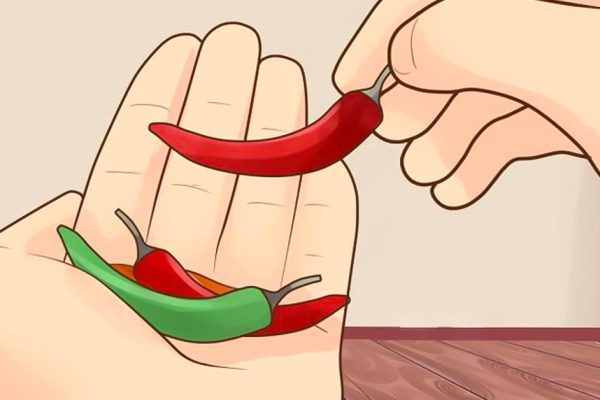 Как вырастить перец чили дома: натуральные специи у тебя на подоконнике!