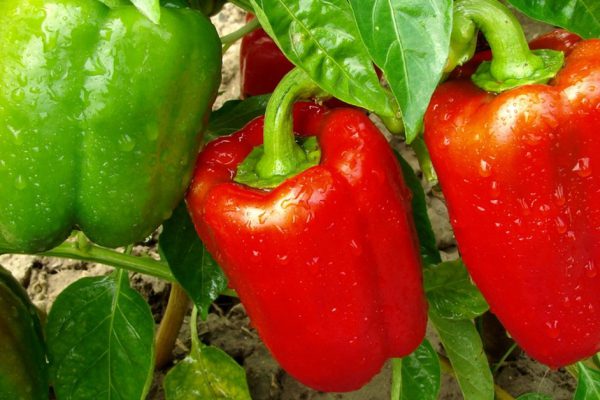 red and green peppers growing in the garden