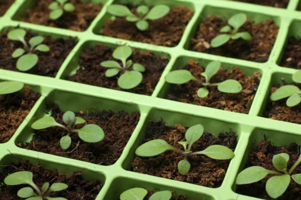 Сею петунию на рассаду, чтобы «граммофоны» были особенно крупными