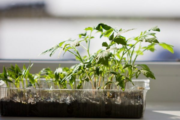 Как защитить рассаду от вытягивания