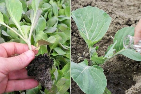 Чего не хватает капризной капусте и как вырастить рассаду всем на зависть