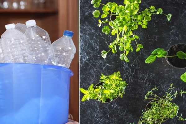 Как вырастить рассаду в домашних условиях