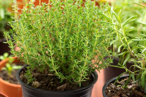 Инструкция по выращиванию домашнего розмарина