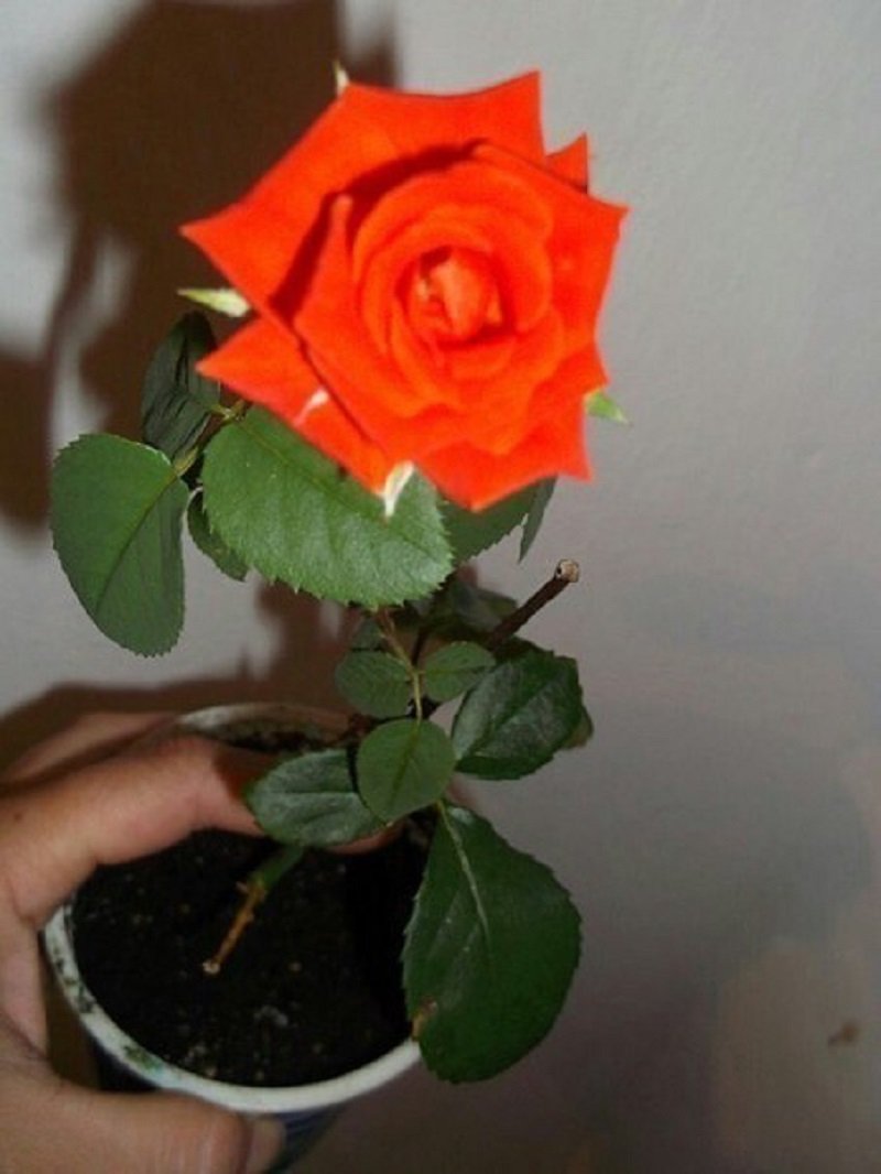 faire pousser une rose à partir de boutures à la maison