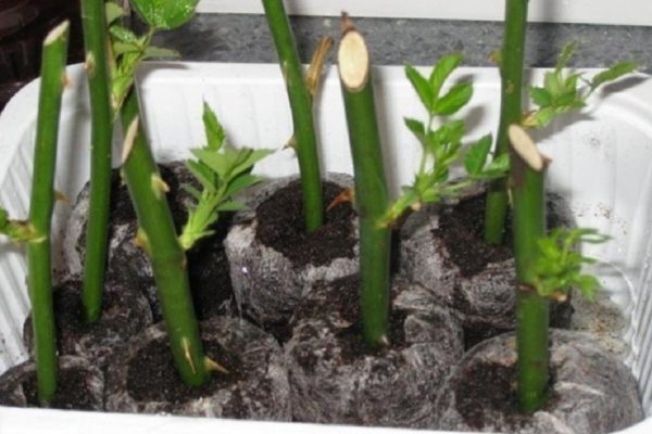 Как вырастить розу из черенка