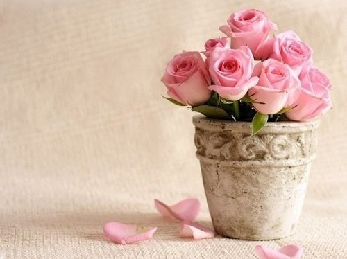 Как вырастить розу из срезанного цветка