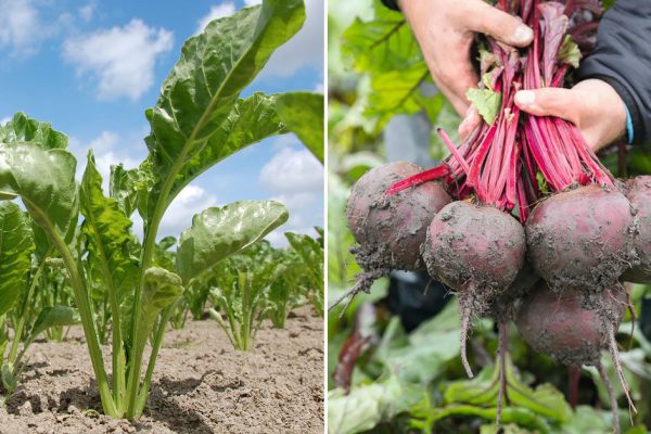 Чтобы свекла была большой и сладкой, нужно соблюдать всего пару правил