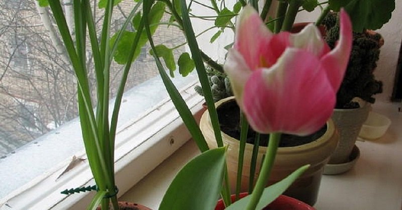 Как выращивать тюльпаны в домашних условиях в вазе?
