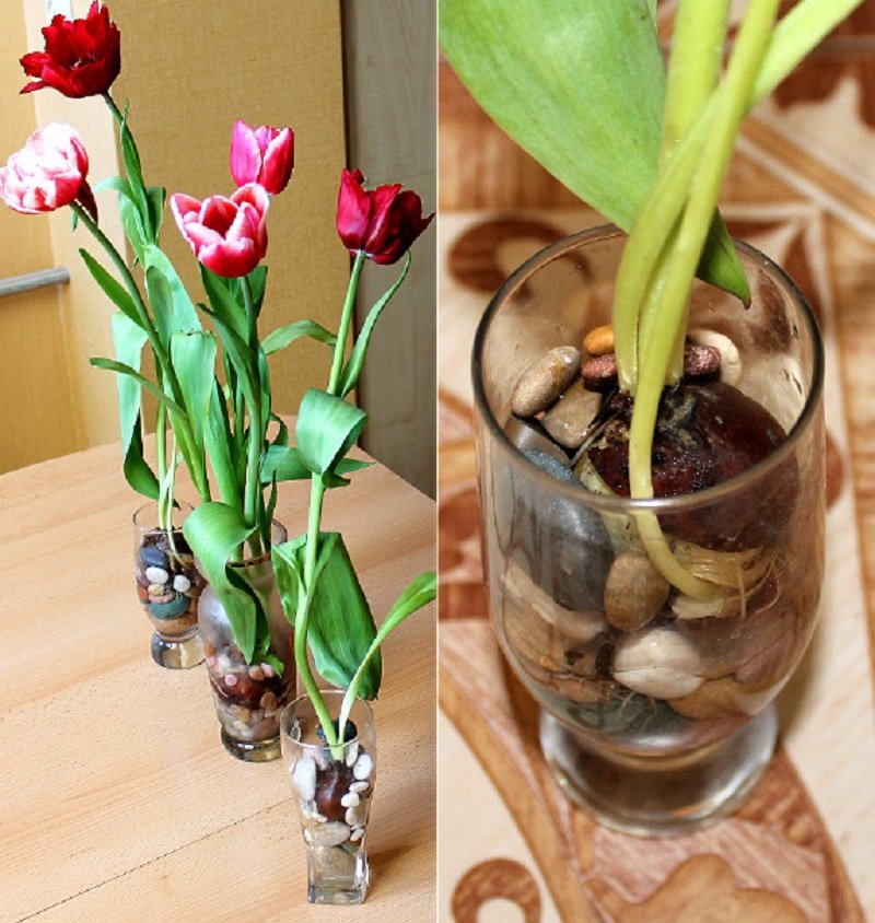 Как вырастить тюльпаны