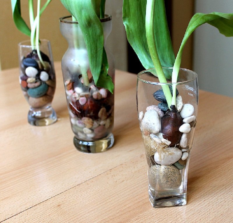 как вырастить тюльпаны в воде