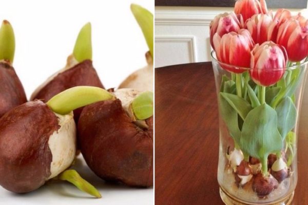 Цветник на подоконнике! Выращиваю тюльпаны дома, ведь знаю секрет…