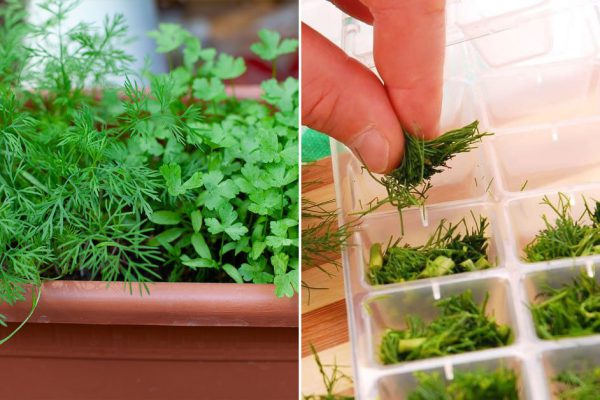 Замачиваю укроп в стопочке «Русской» перед посадкой, чтобы вырос до потолка на подоконнике