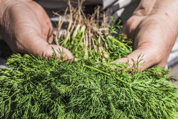 Густой зеленый укроп будет колоситься всё лето, если следовать правилам