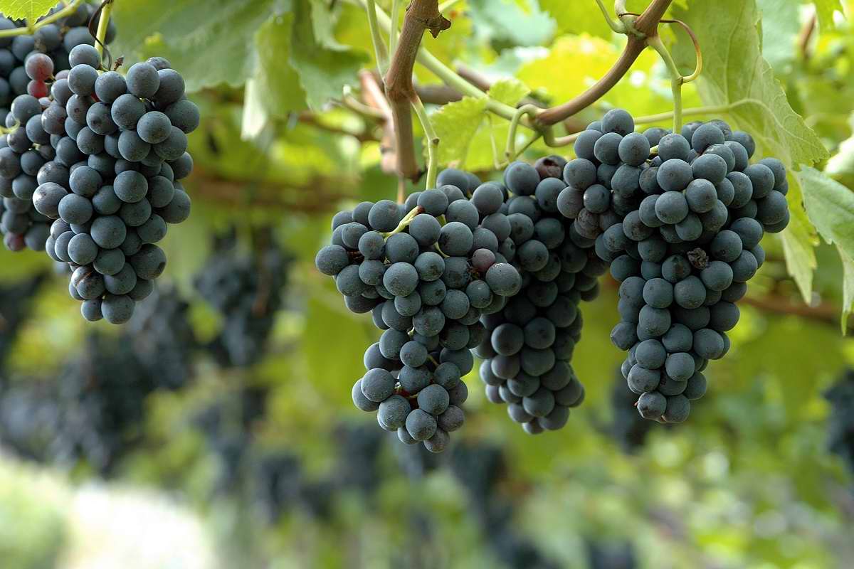 как вырастить виноград из косточки