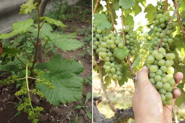 Вырастил виноград из косточки, самое время похвастаться урожаем