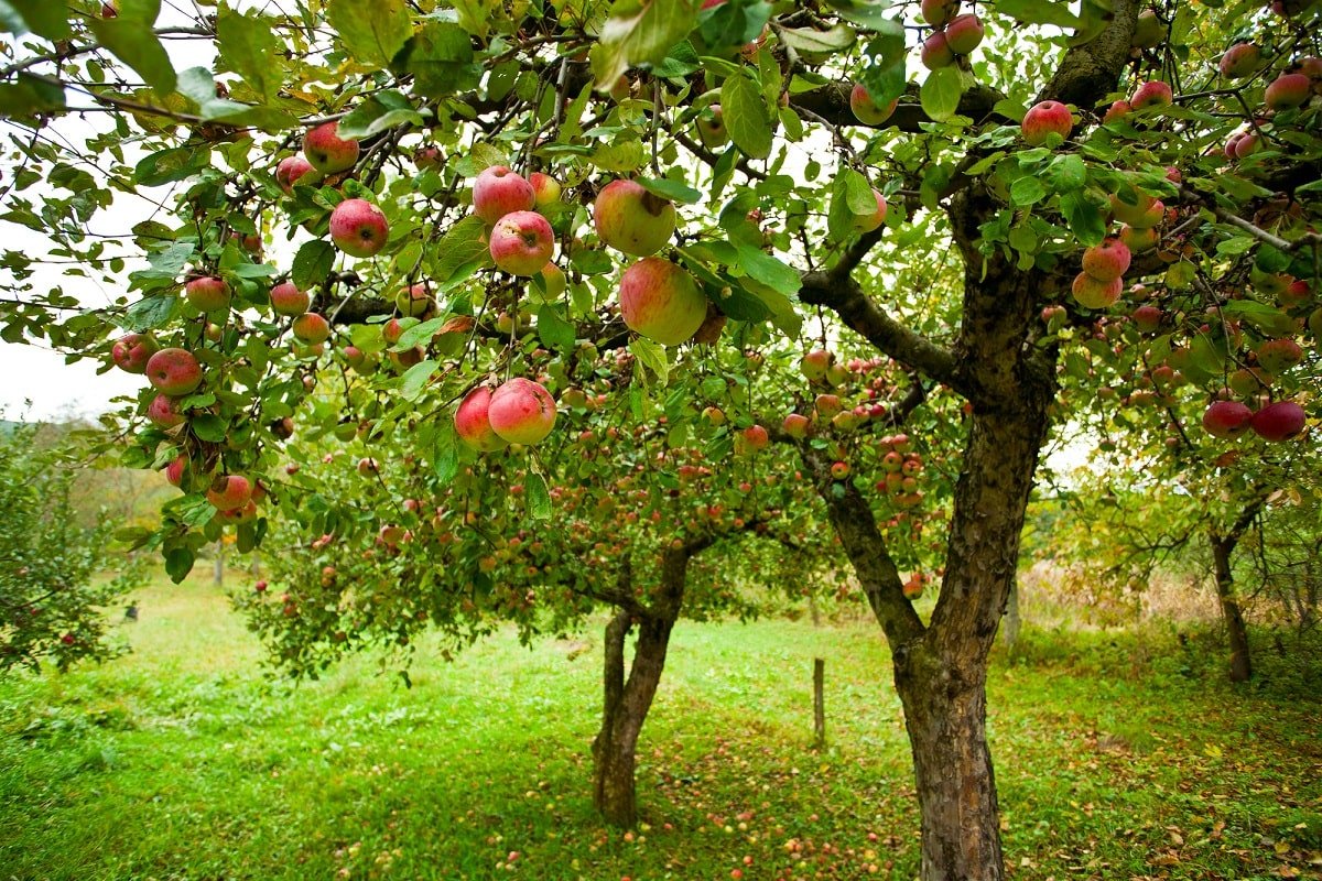 Можно ли вырастить яблоню из семечки чтобы, нужно, дерево, вырастить, почву, яблоня, семена, горшок, место, яблони, семечка, будет, плоды, росточки, лучшие, месте, дерева, теплой, плодов, которое