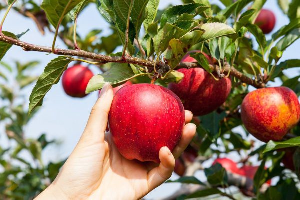 Можно ли вырастить яблоню из семечки