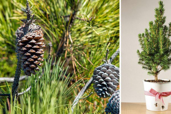 Как посадить ель в горшочке