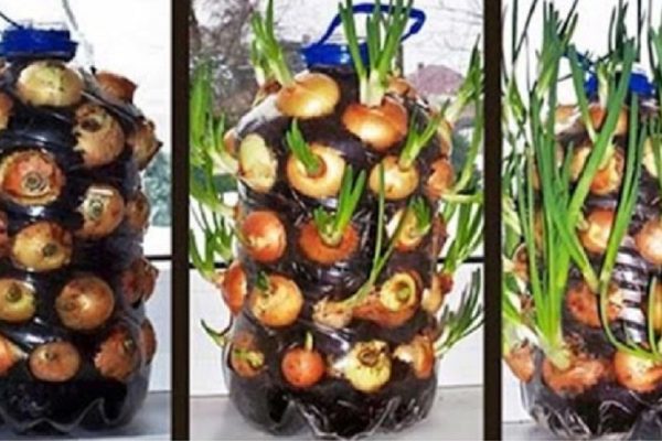 Каким образом круглый год собирать урожай зеленого лука