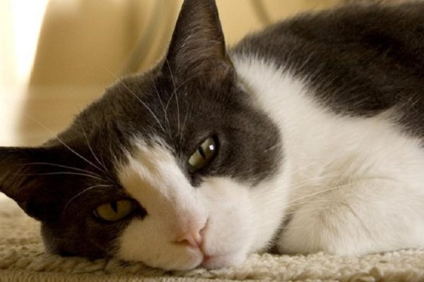 Если в твоем доме есть кот, тебе просто необходимо это прочесть!