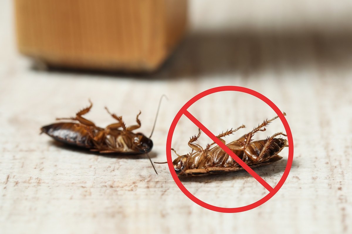 как вывести тараканов из квартиры