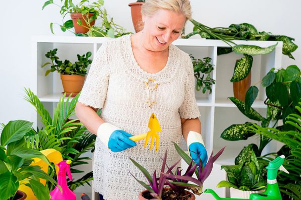 Зачем класть чеснок в горшки с цветами