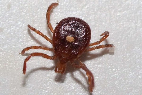 Спирт, вода и один секретный ингредиент… Клещи разбегаются в разные стороны!