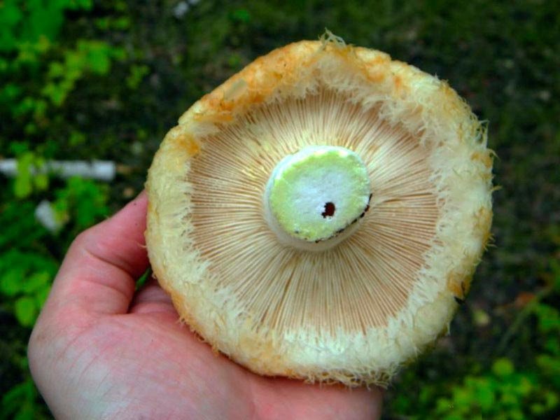 как засолить грибы грузди на зиму