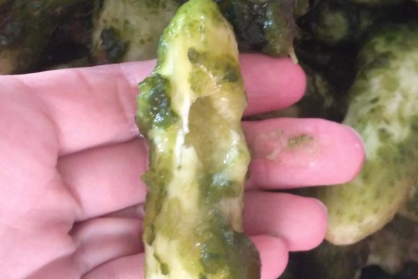 Засолила огурцы по старому рецепту, а они все до одного испортились, не понимаю, что пошло не так