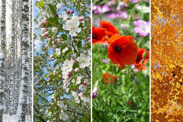 Nature in winter, spring, summer and autumn. Four seasons.