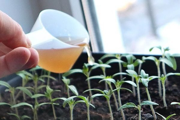 Моя соседка тетя Люба рассказала, чем поливает рассаду, чтобы та росла крепкой и здоровой
