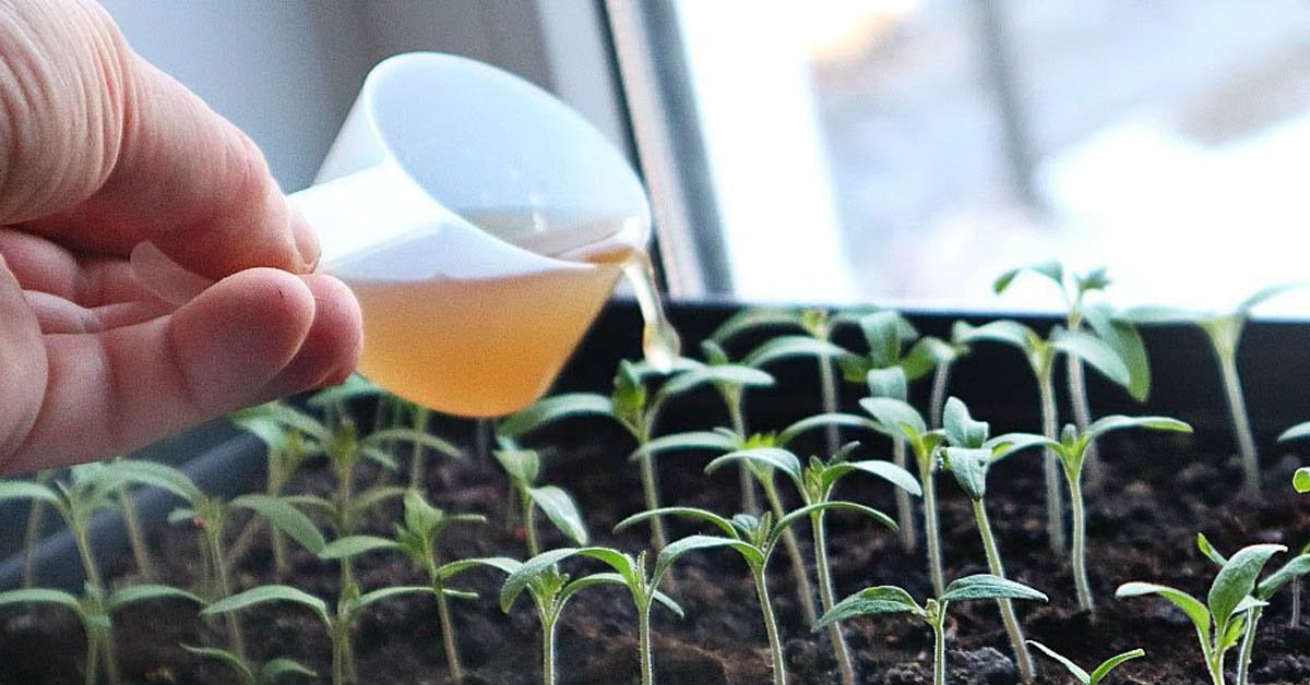 Какие бывают удобрения для рассады