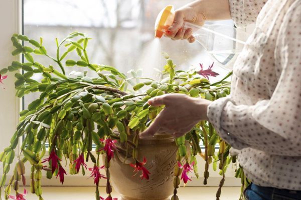 Подруга раздарила все свои вазоны от греха подальше, собираюсь повторить за ней этот подвиг